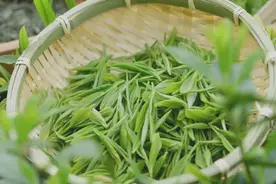 信阳毛尖的神奇功效图片