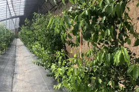 ​冬枣“感冒”了， “果树管家”治病忙图片