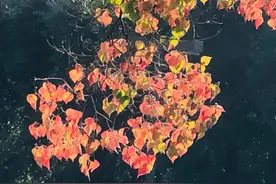 十月：谁分享了我的生日？图片