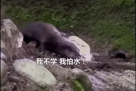 负鼠妈妈身背12只小宝宝，边走边掉边捡娃：天下妈妈一样难图片