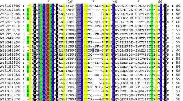 GeneDoc绘制漂亮的多重序列比对图