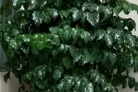 幸福树从枯萎折断到枝繁叶茂，是怎样养殖管理的？图片