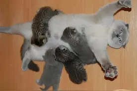 猫妈带娃有多硬核？哄娃睡觉全！靠！揍图片