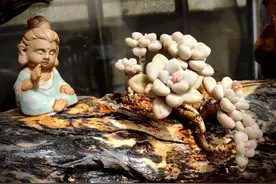 愿时光不老，与多肉相伴，只为一方净土图片