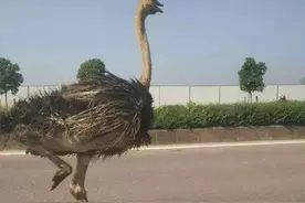 惊！阜阳街头，2米多高鸵鸟在车流中奔跑！谁家的？图片