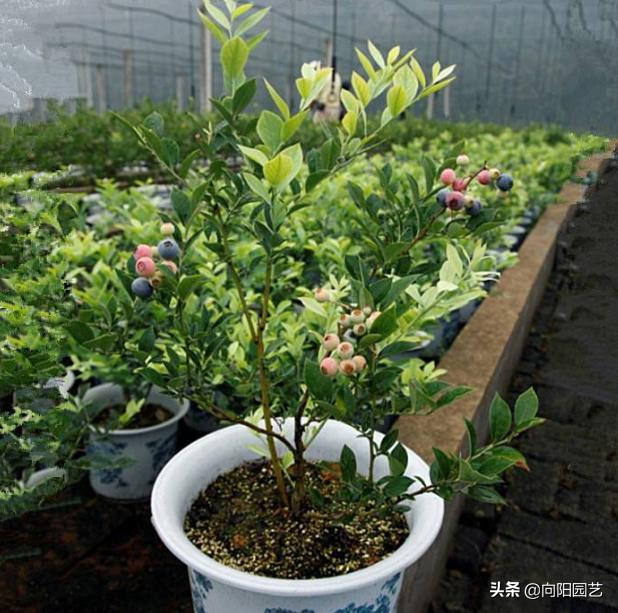 家庭种植蓝莓，这几点要注意，使用酸性土栽培，结果子才会多