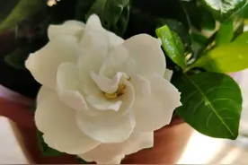 新买回来的栀子花盆栽，怎么换土上盆不发黄，不烂根死苗？图片