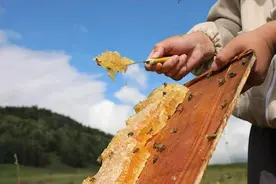 蜂巢蜜与蜂蜜哪个更好？蜂产品应该这样选图片