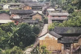 2000年前的古树普洱茶，一定要小心图片