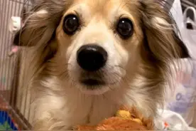 狗狗的一生中，最大的5个心愿，主人满足它吧图片