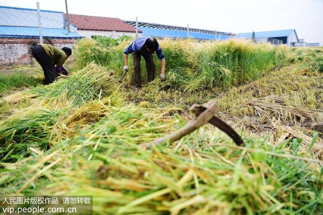 青汁粉的功效与作用（大麦青汁并非排毒良药消费者切勿跟风购买）