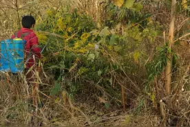 草甘膦、草铵膦，都是灭生性除草剂，只一字之差，到底有啥区别？图片