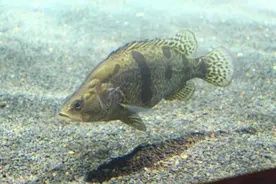 松花江的隐忧：30万吨鳜鱼“转战”南方，松花江鳜有名无实？图片