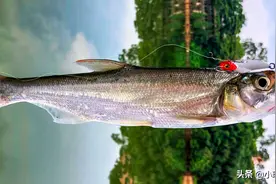 南昌赣江里有很多米级翘嘴，路亚钓到可卖上千元！图片