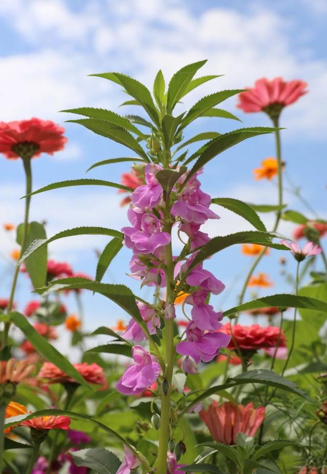 涂甲油胶花型 2025年涂甲油胶花型怎么涂 涂甲油胶花型 2025年涂甲油胶花型怎么涂