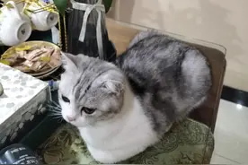 纪念一只神奇的猫图片