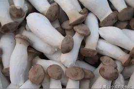 买杏鲍菇时，只看大小可不行，老厨师教你5招，一挑一个准，实用图片
