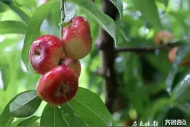 蒙阴县“纽扣蟠桃”走俏市场图片