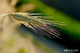 阳明心学，现代人的安心之道图片