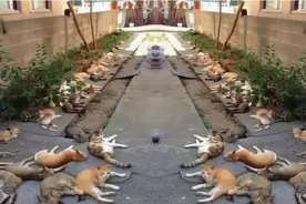 小伙在家门口种猫薄荷想驱蚊，第二天出门一看，简直是怀疑人生了图片