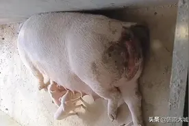 彭阳一养殖户大惊失色：家中母猪产下小猪仔，一头二身八条腿图片