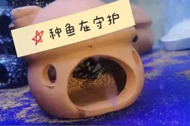 新手必看！！！迷你鹦鹉如何正确育苗繁殖！最详细版本图片