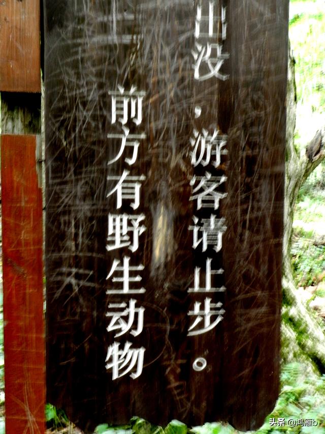 重走抗联路——本溪关门山森林公园鸣翠谷景区抗联秘营