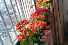 养花不需品种多，4种花任选一种，开花整齐又好养，阳台犹如花海图片