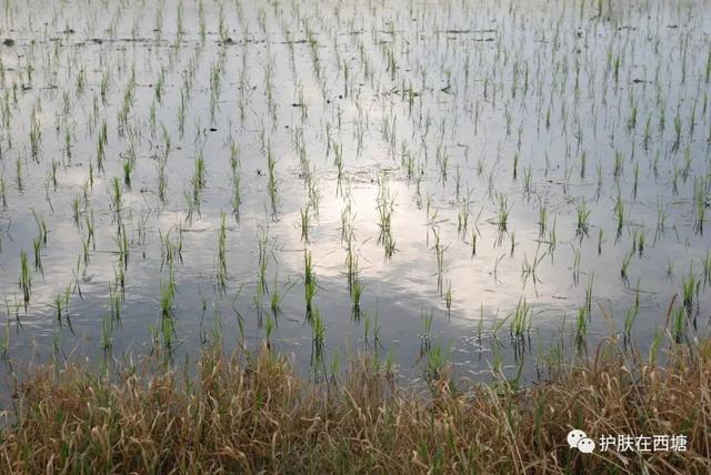 鍖荤敓鐪间腑鐨勬姢鑲ゅ搧浣跨敤椤哄簭