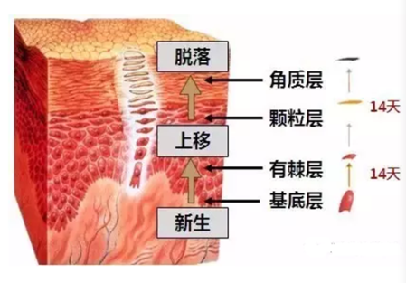 你了解自己的皮肤吗？