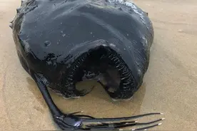 加州海滩发现罕见丑鱼，却是海底鹅肝，人间美味，还头顶一盏灯图片
