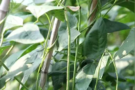 春天种豆角，3点没做好，难怪产量低，农户要注意了图片