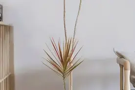 七彩铁的养殖方法？图片