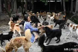 跪地乞讨！女子收养700多只流浪猫狗 经费严重匮乏图片