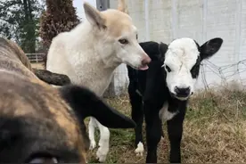 将小牛和6条狗养在一起，一年后主人满脸问号：画风咋跑偏了呀图片