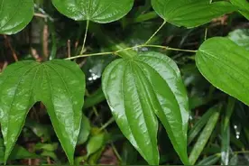 龙须藤也叫九龙藤，它是一种怎样的植物呢？图片