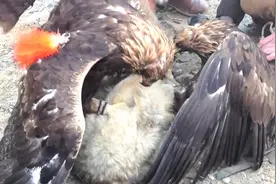 老鹰合伙抓了一头狼，野狼毫无还手之力，镜头记录全过程！视频封面