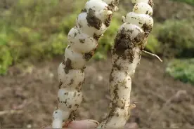 地下一种“虫草”，祸害农田，老农见到就拔，不知是餐桌上的美味图片