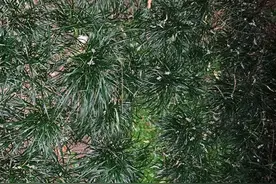 下个App就能驱蚊？大晚上在草丛“人肉测试”，这是蹲了16分钟后的结果图片