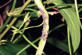 农村种植豆角招蚜虫，就地取材的三种防治方法，效果显著图片