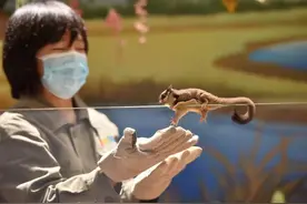 耳廓狐、柯尔鸭、苏卡达象龟…国庆假期来石家庄动物园看萌萌小可爱吧图片