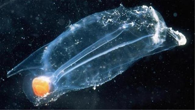 海鞘为了生存能有多狠？吃掉自己的脑子，从动物变成“植物”