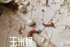 什么时间防治二代玉米钻心虫，效果会更好图片