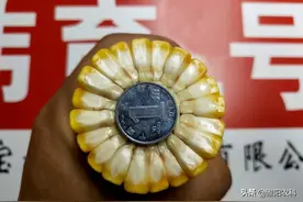 又一个超大棒高产玉米新品种上市图片