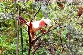 我国秦岭发现新“神兽”，全球仅此一只，外国网友：真羡慕中国图片