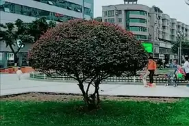 一个少女的梦图片