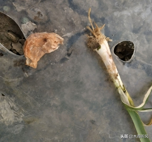 种植的大蒜烧苗怎么办？用什么办法解决？