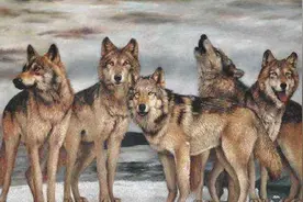 狼群如何繁衍养育后代？低级狼没有交配权，想要后代怎么办？图片