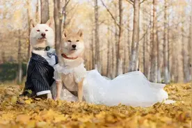 狗子交配时为何难解难分？特殊生理构造延长了它们的交配时间图片