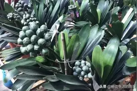 使君子兰花期长结籽多的方法图片